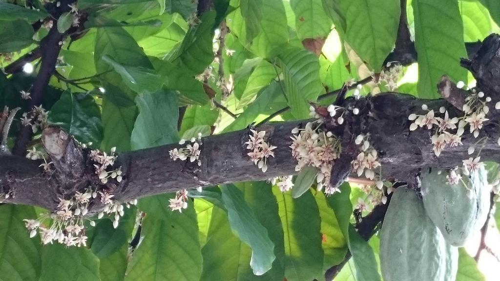 Pousada Cheiro De Cacau Porto Seguro Ngoại thất bức ảnh